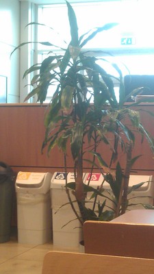 Product picture plant